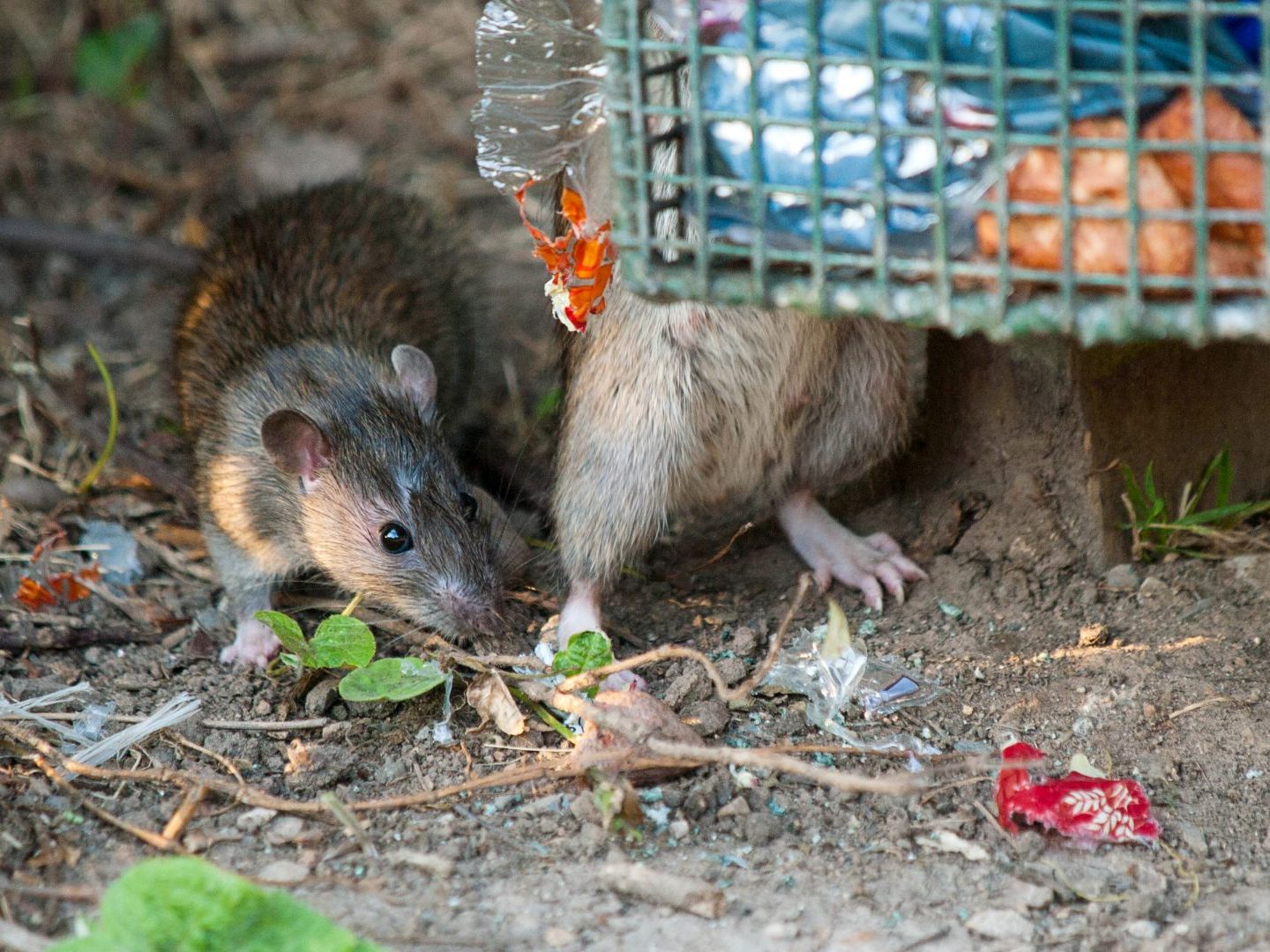 Auf dem Treppelweg finden die Ratten genug Nahrung. Auf dem Treppelweg finden die Ratten genug Nahrung.