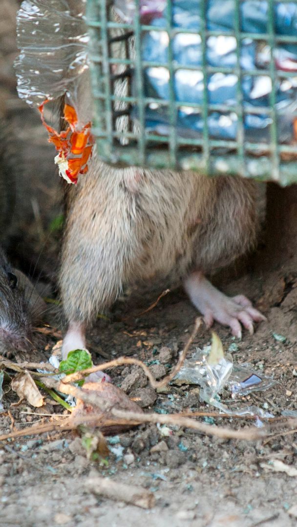 Auf dem Treppelweg finden die Ratten genug Nahrung.