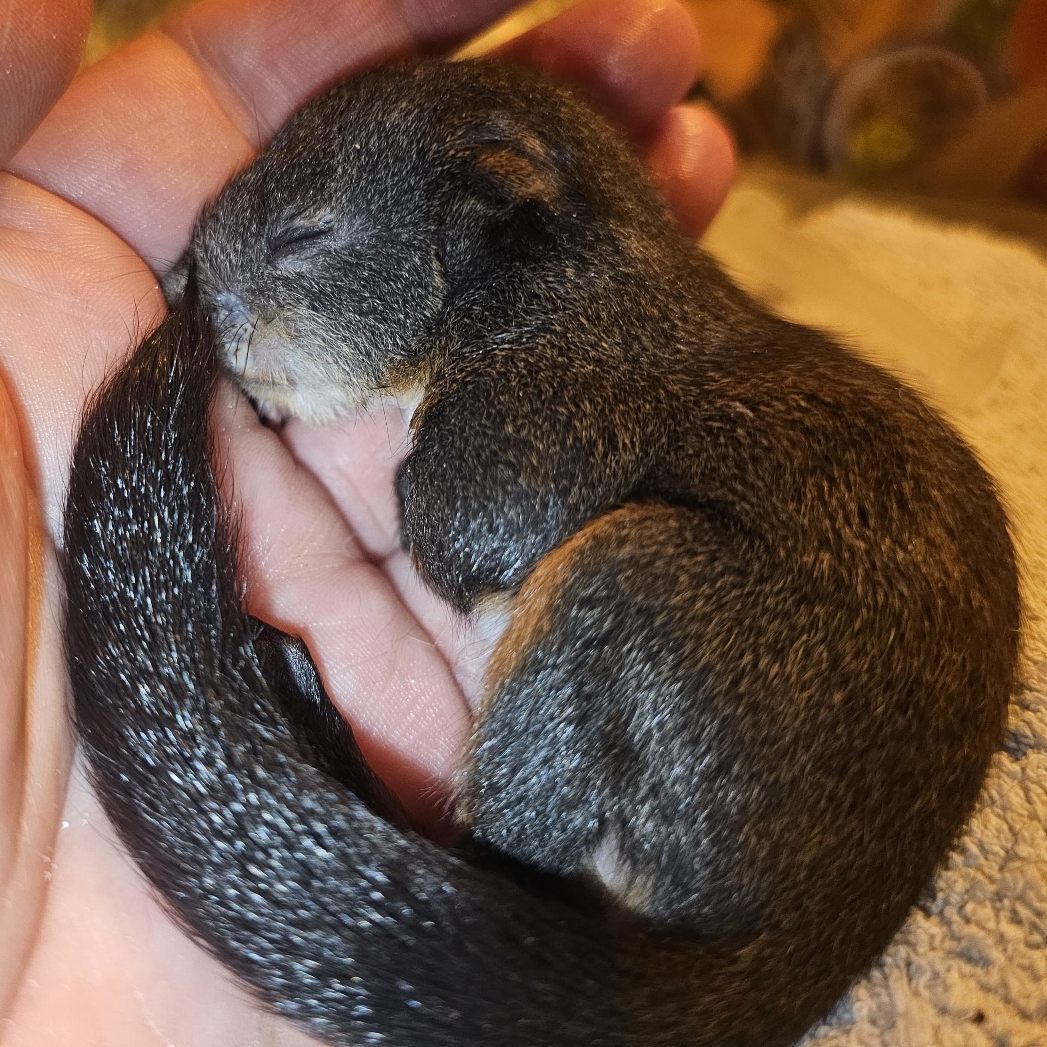 Das Eichhörnchen-Baby findet Zuflucht am Tierschutzhof Pfotenhilfe.