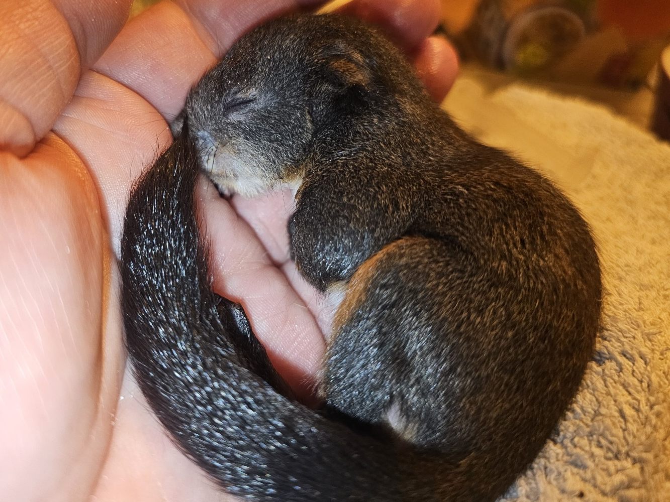 Das Eichhörnchen-Baby findet Zuflucht am Tierschutzhof Pfotenhilfe. Das Eichhörnchen-Baby findet Zuflucht am Tierschutzhof Pfotenhilfe.