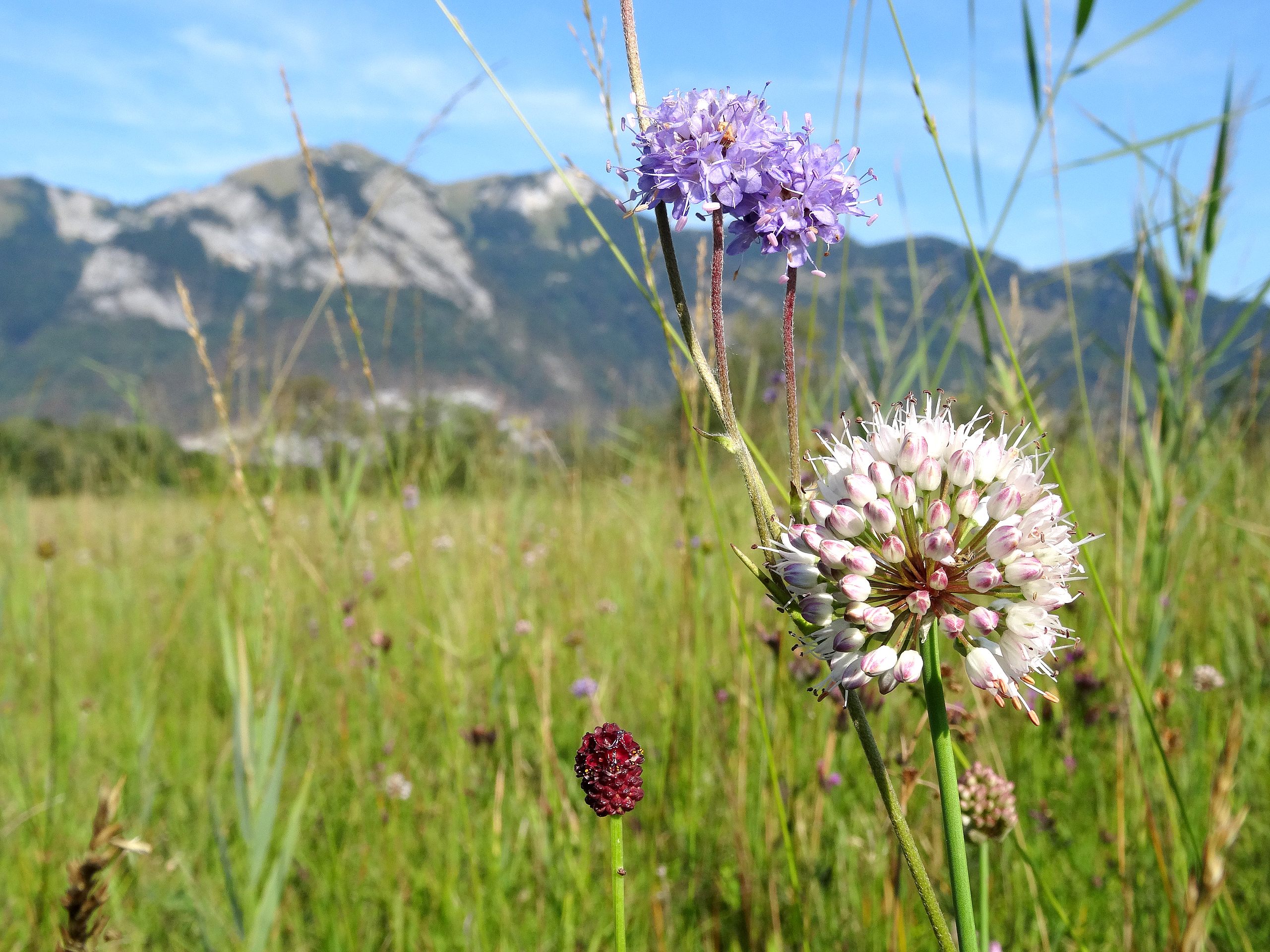Naturvielfalt Streuwiese im Spätsommer Natura 2000 Gebiet.