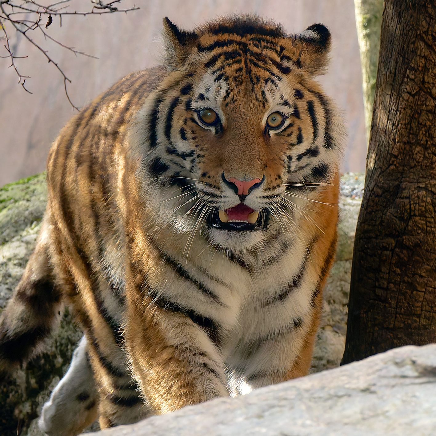 Eine junge Tigerin ist im Tiergarten Schönbrunn eingezogen.