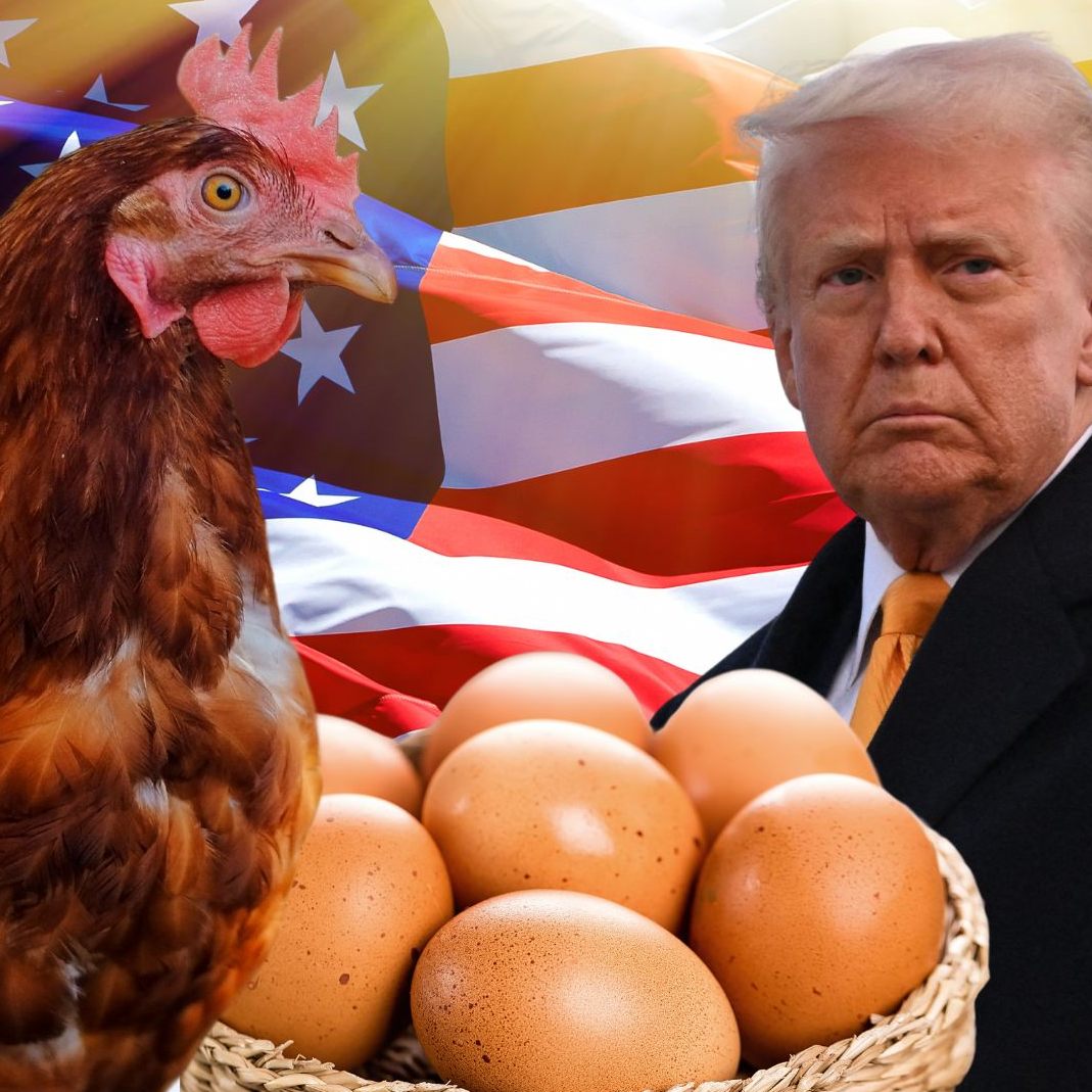 Die USA wollen Eier aus Österreich