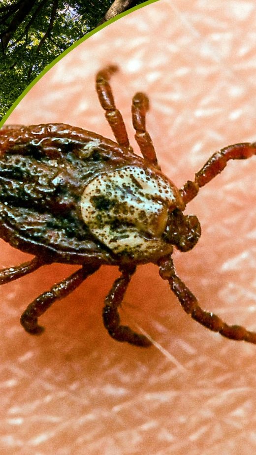 Die Gefahr von Zeckenbissen steigt bei milderen Temperaturen.