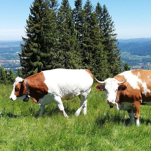 Bisher gibt es keine positiven Tests auf die Maul- und Klauenseuche in Österreich.