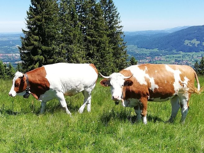 Bisher gibt es keine positiven Tests auf die Maul- und Klauenseuche in Österreich.
