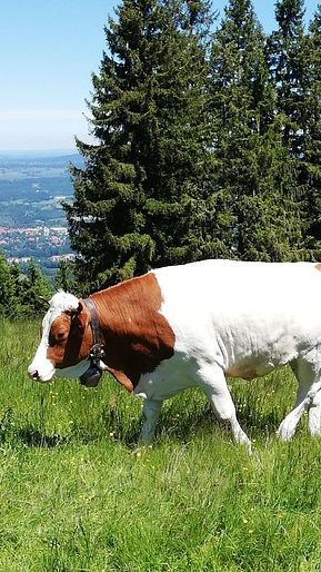 Bisher gibt es keine positiven Tests auf die Maul- und Klauenseuche in Österreich.