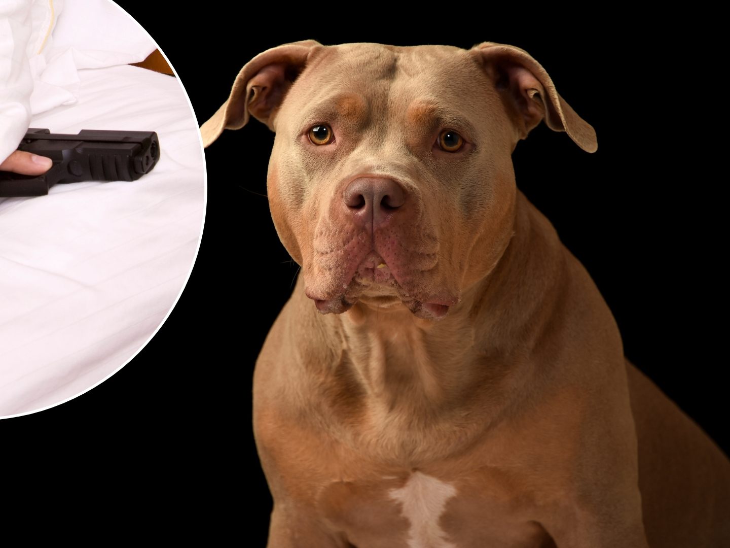 Ein Hund hat in Memphis, Tennessee versehentlich die Waffe seines Herrchens ausgelöst.