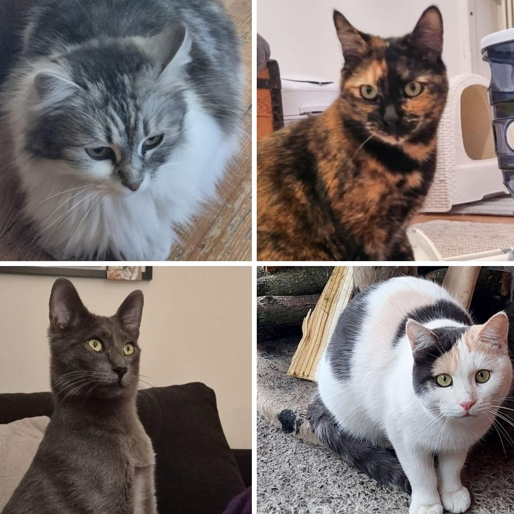 Diese Samtpfoten benötigen dringend eine Pflegestelle.