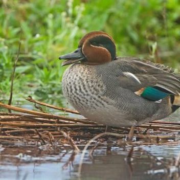 Eine männliche Krickente.