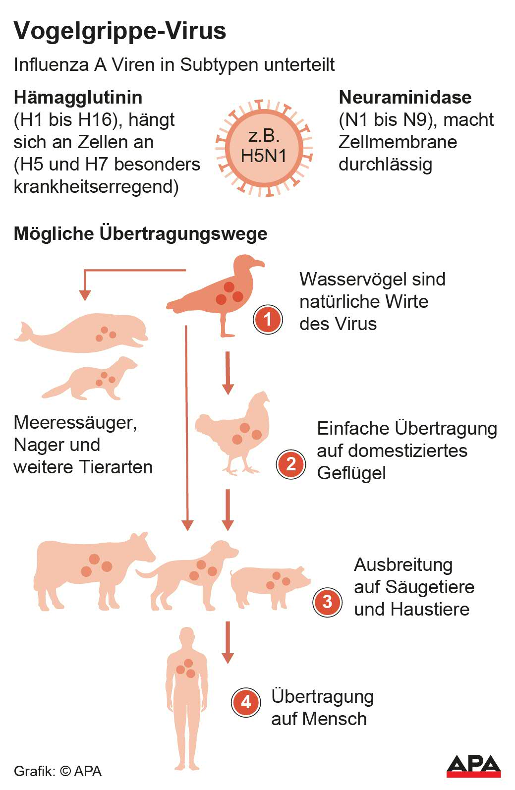 Vogelgrippe-Virus Vogelgrippe-Virus