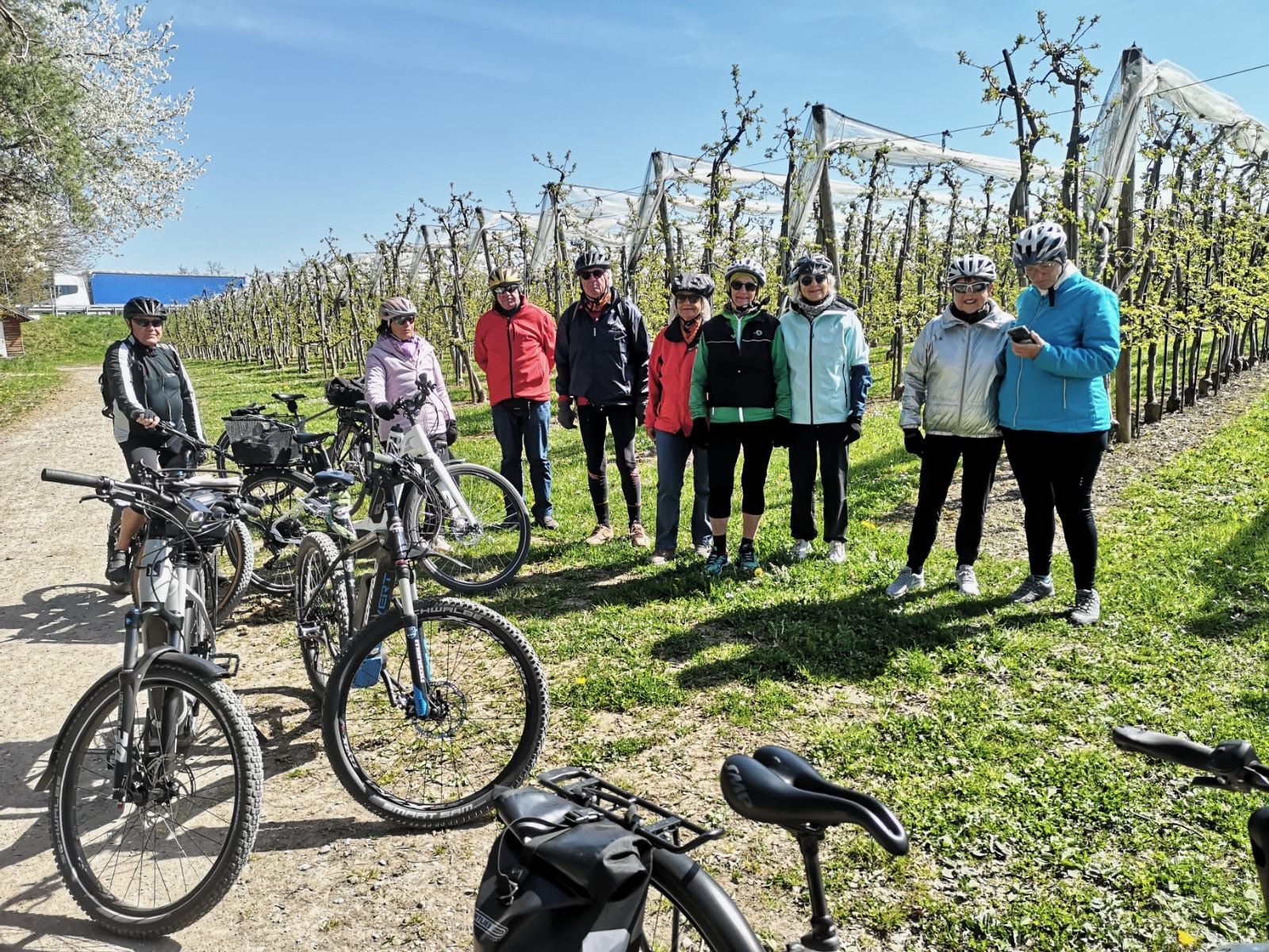 Die V50plus Radlergruppe Bregenz bei einer kurzen Rast in den Obstfeldern.