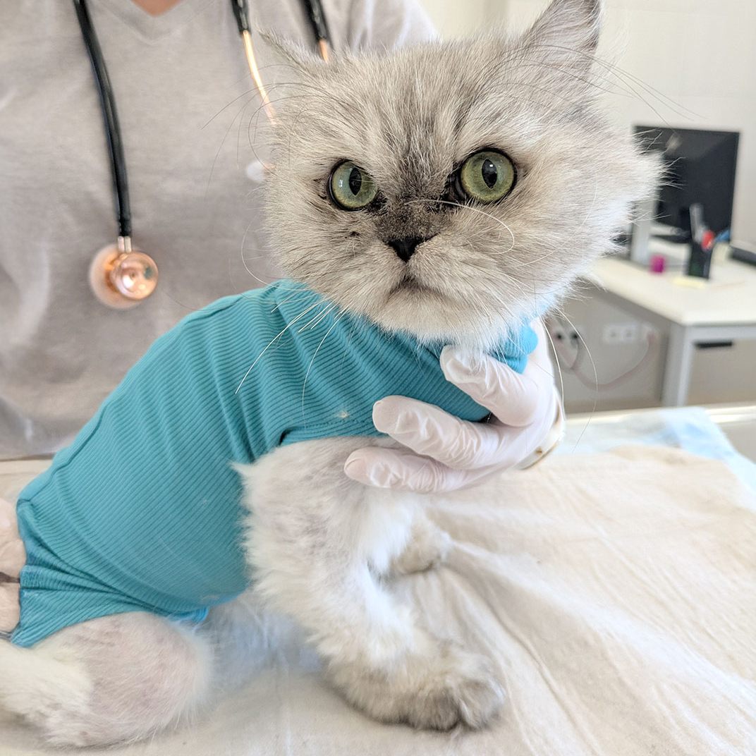 Wer hat Mirabell widererkannt oder weiß, woher sie stammt?