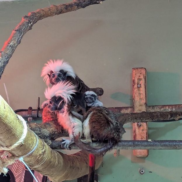 „Die Babies sind wohlauf und werden von ihrem Papa Giovanni durch die Gegend getragen“, freut sich Stephan Scheidl.