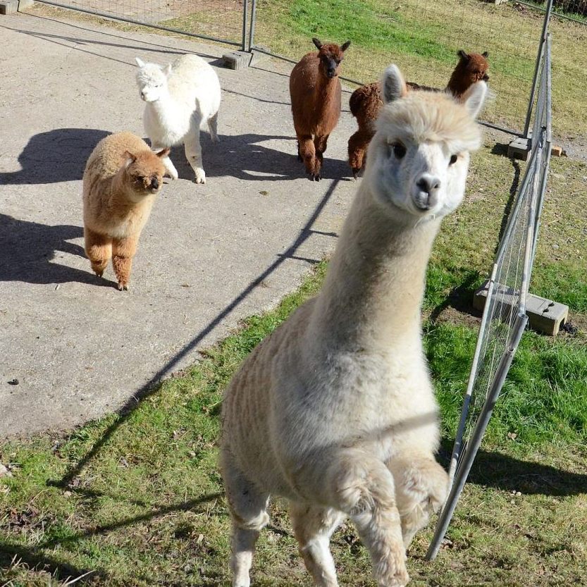 Es ist Zeit, die Alpaka-Herde auf die Weide hinter dem Hof zu treiben