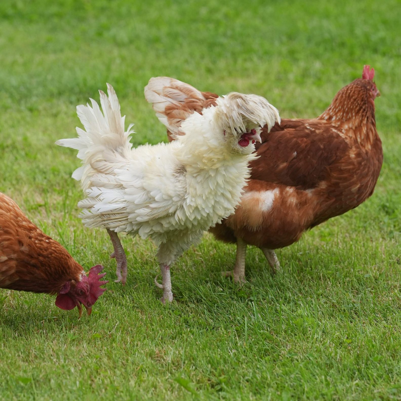 Eine Eierkrise wie in den USA ist in Österreich nicht zu befürchten.