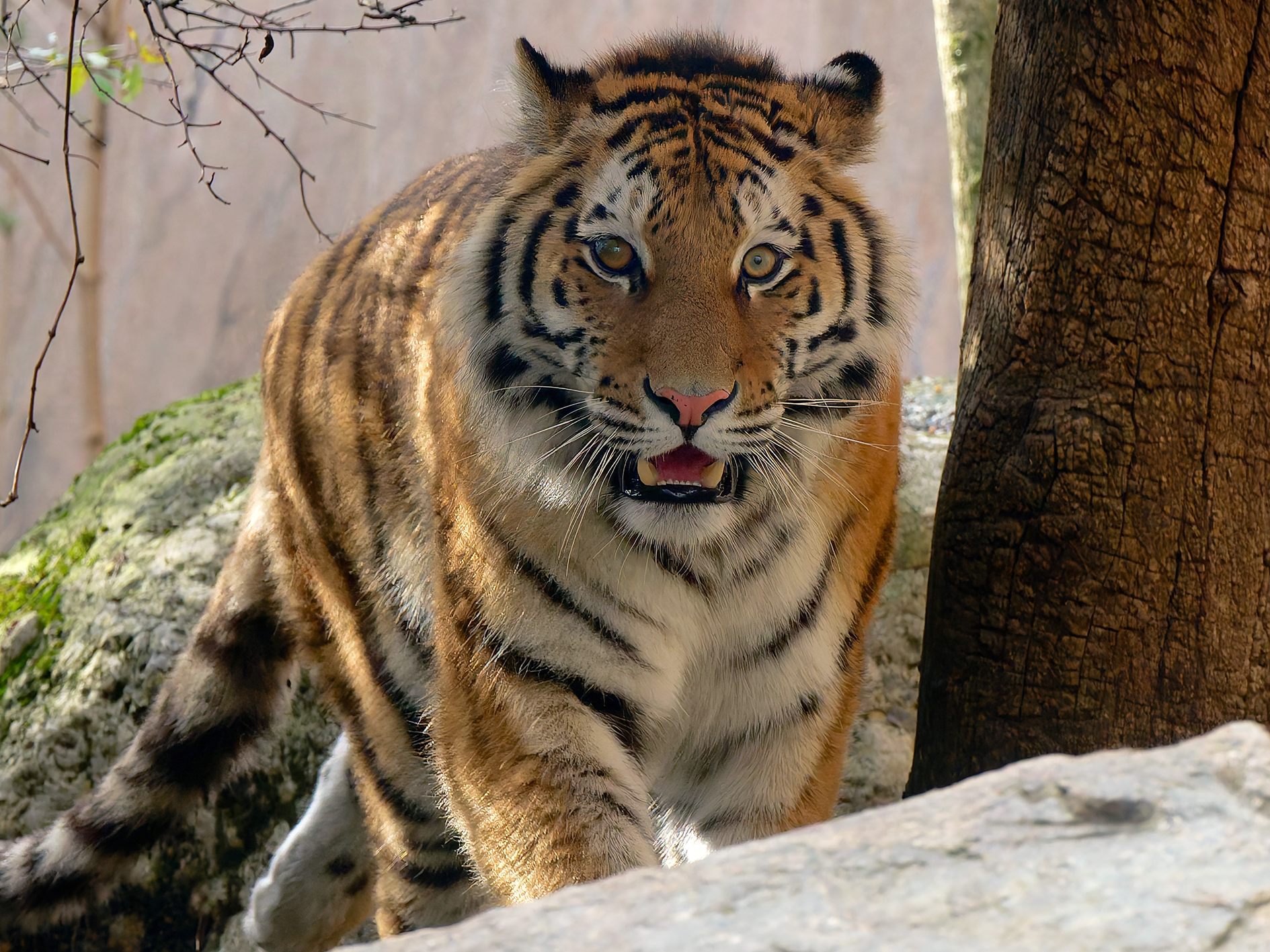 An Appetit mangelt es der neuen Schönbrunner Tigerin nicht. An Appetit mangelt es der neuen Schönbrunner Tigerin nicht.