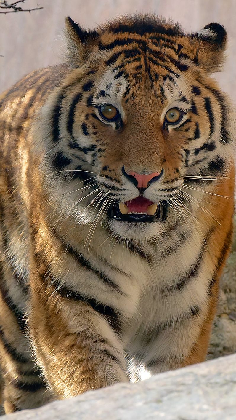 An Appetit mangelt es der neuen Schönbrunner Tigerin nicht.