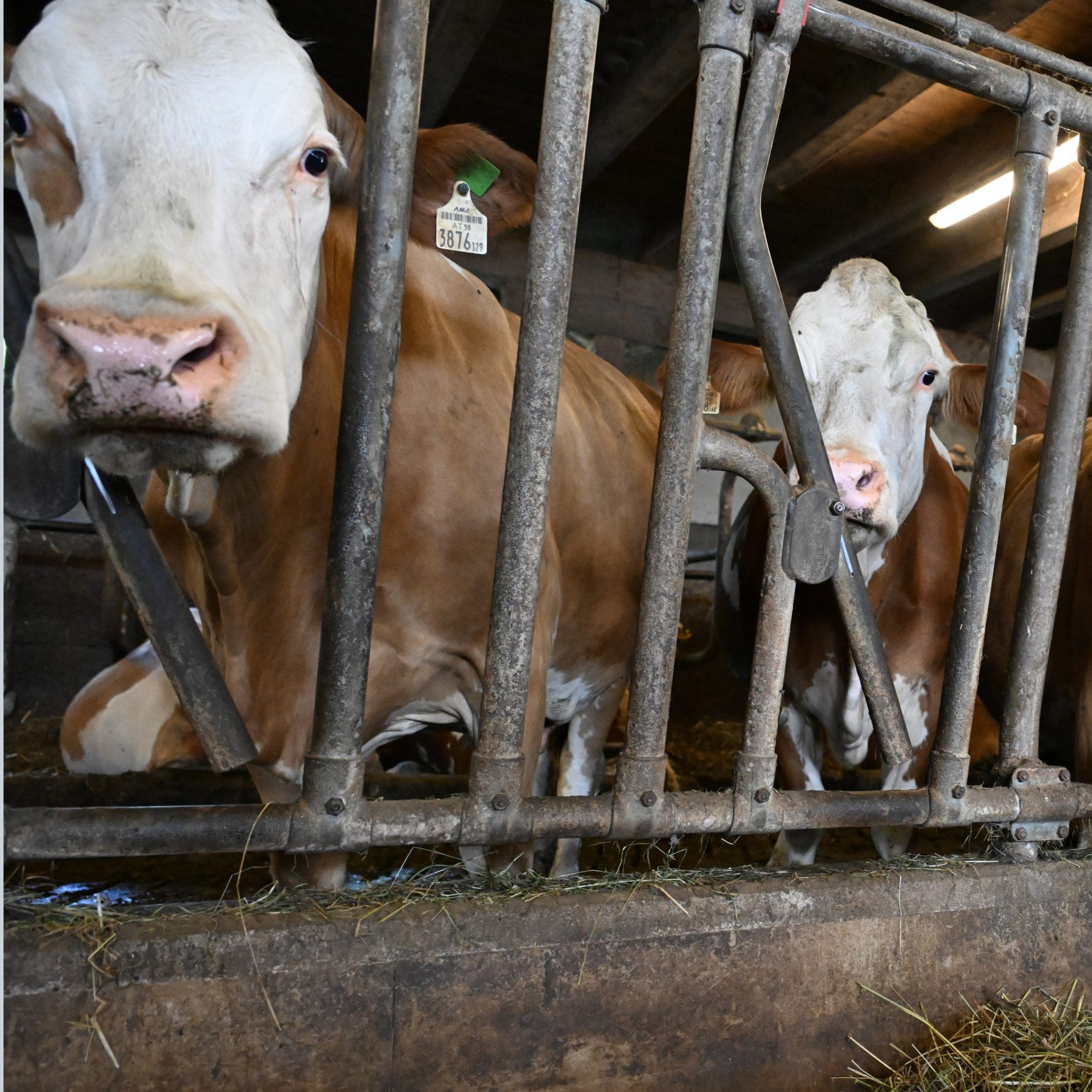 Weiter keine positiven Tests auf die Maul- und Klauenseuche im Burgenland und in NÖ.
