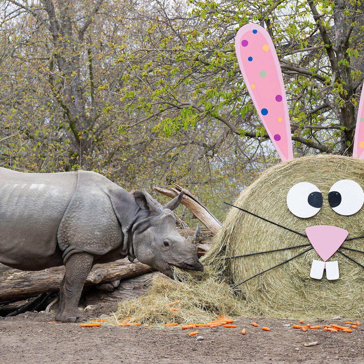 Auch für Schönbrunner Panzernashorn rückt Ostern näher.