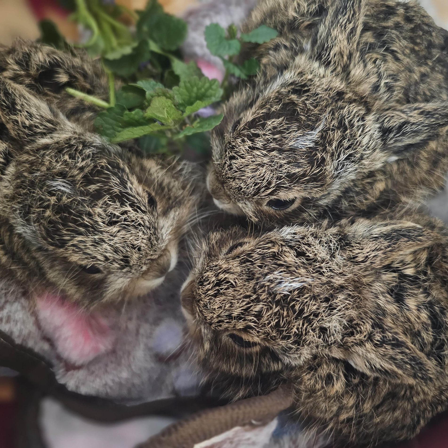 Drei verwaiste Hasenbabys wurden auf Fußballplatz in Salzburg gerettet.