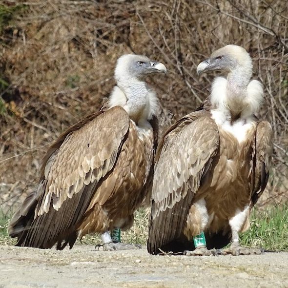 Ein 20 Jahre alter Gänsegeier aus dem Tiroler Zoo wurde gesichtet und wiedererkannt.