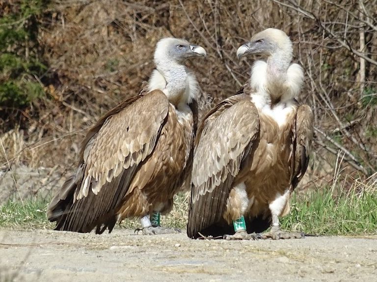 Ein 20 Jahre alter Gänsegeier aus dem Tiroler Zoo wurde gesichtet und wiedererkannt. Ein 20 Jahre alter Gänsegeier aus dem Tiroler Zoo wurde gesichtet und wiedererkannt.