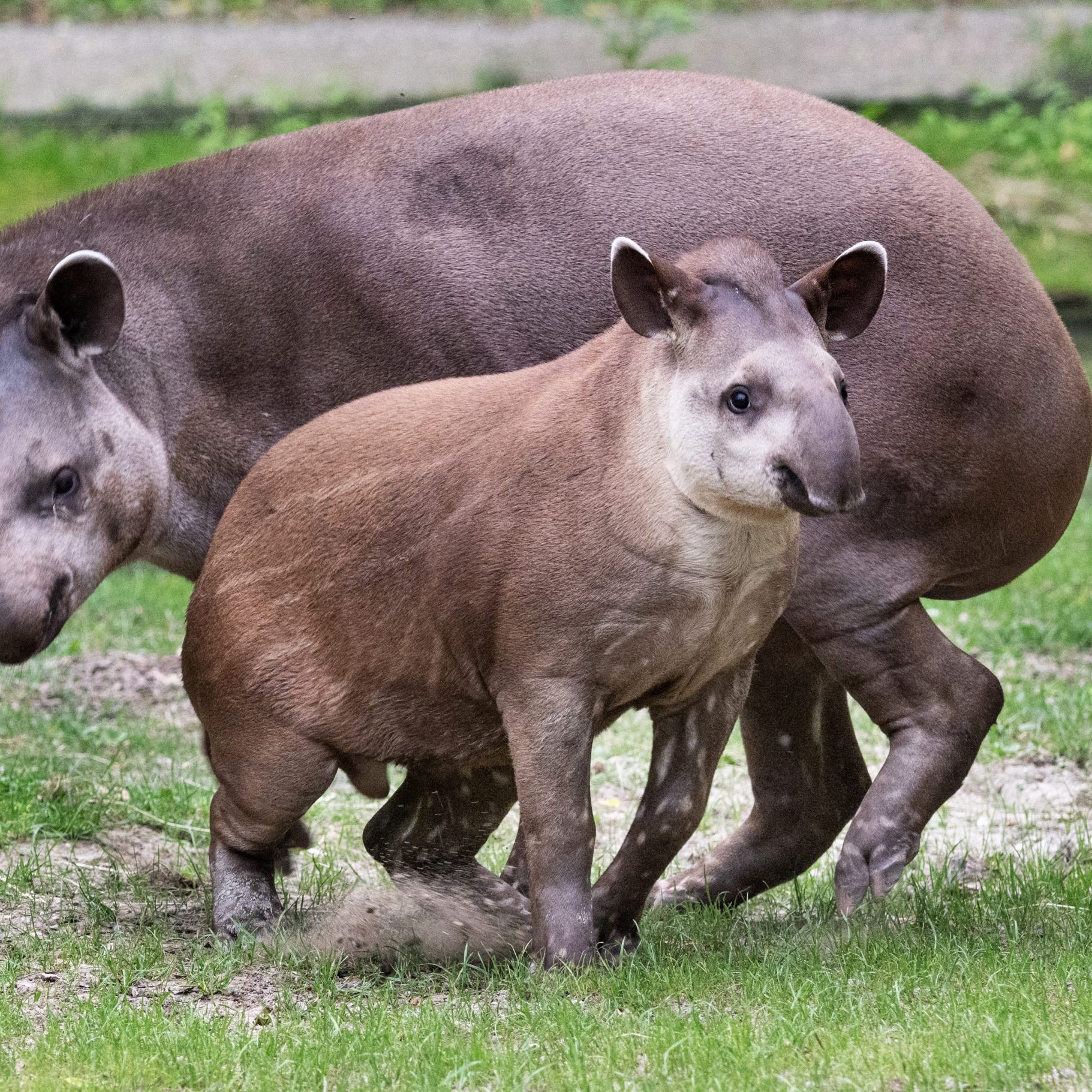 Tapir aus Zoo Schmiding wird nach Australien aufbrechen.