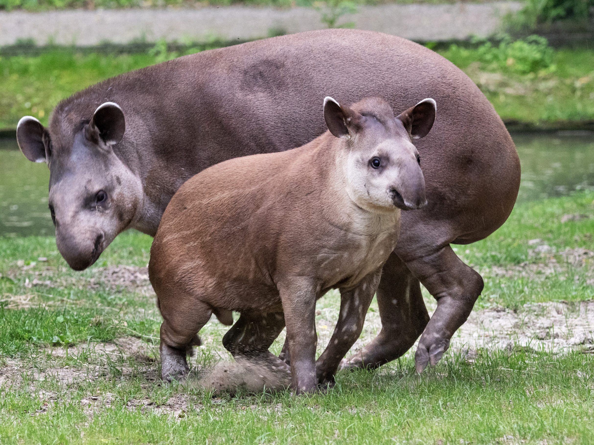 Tapir aus Zoo Schmiding wird nach Australien aufbrechen. Tapir aus Zoo Schmiding wird nach Australien aufbrechen.