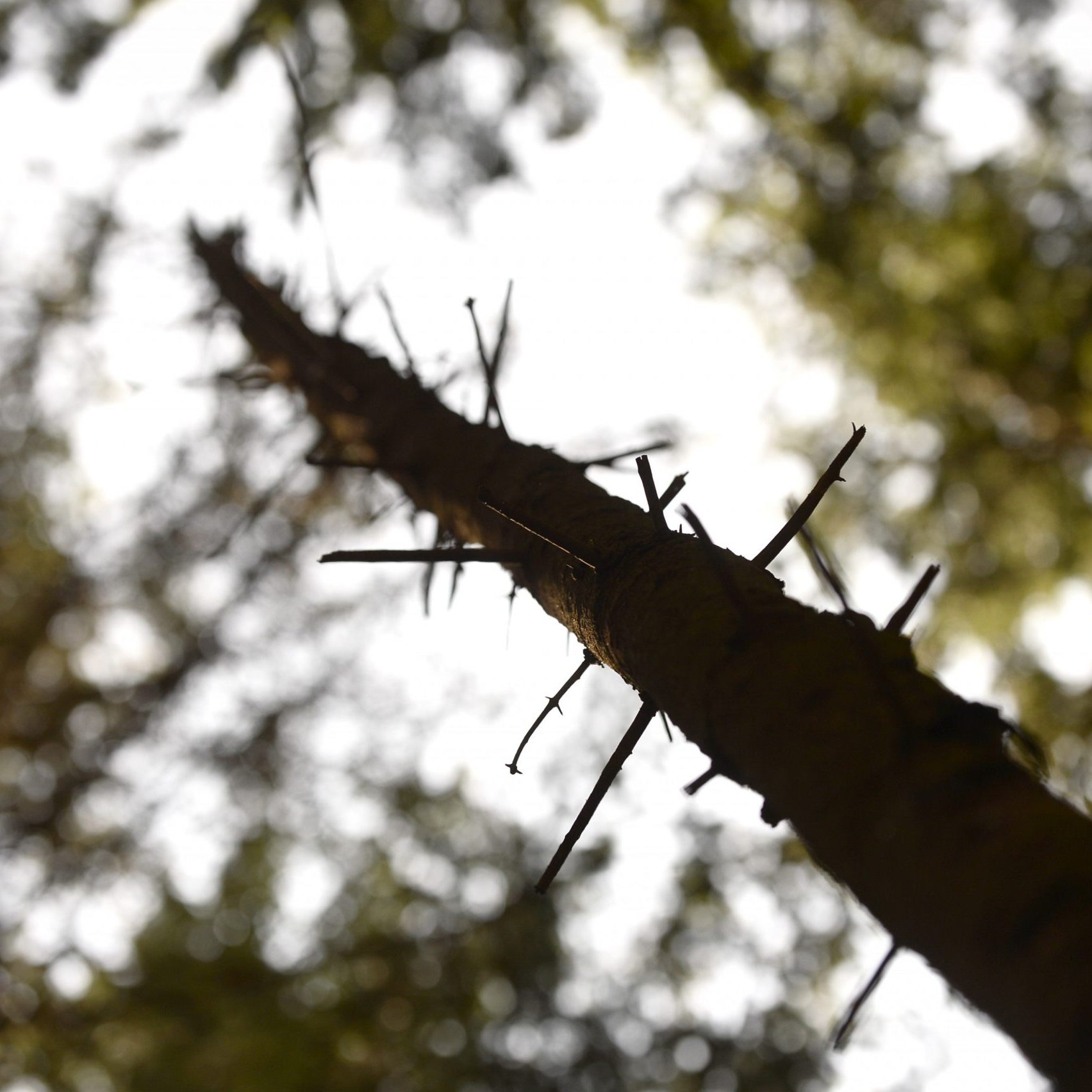 Österreichs Wälder leiden unter diversen Bedrohungen.