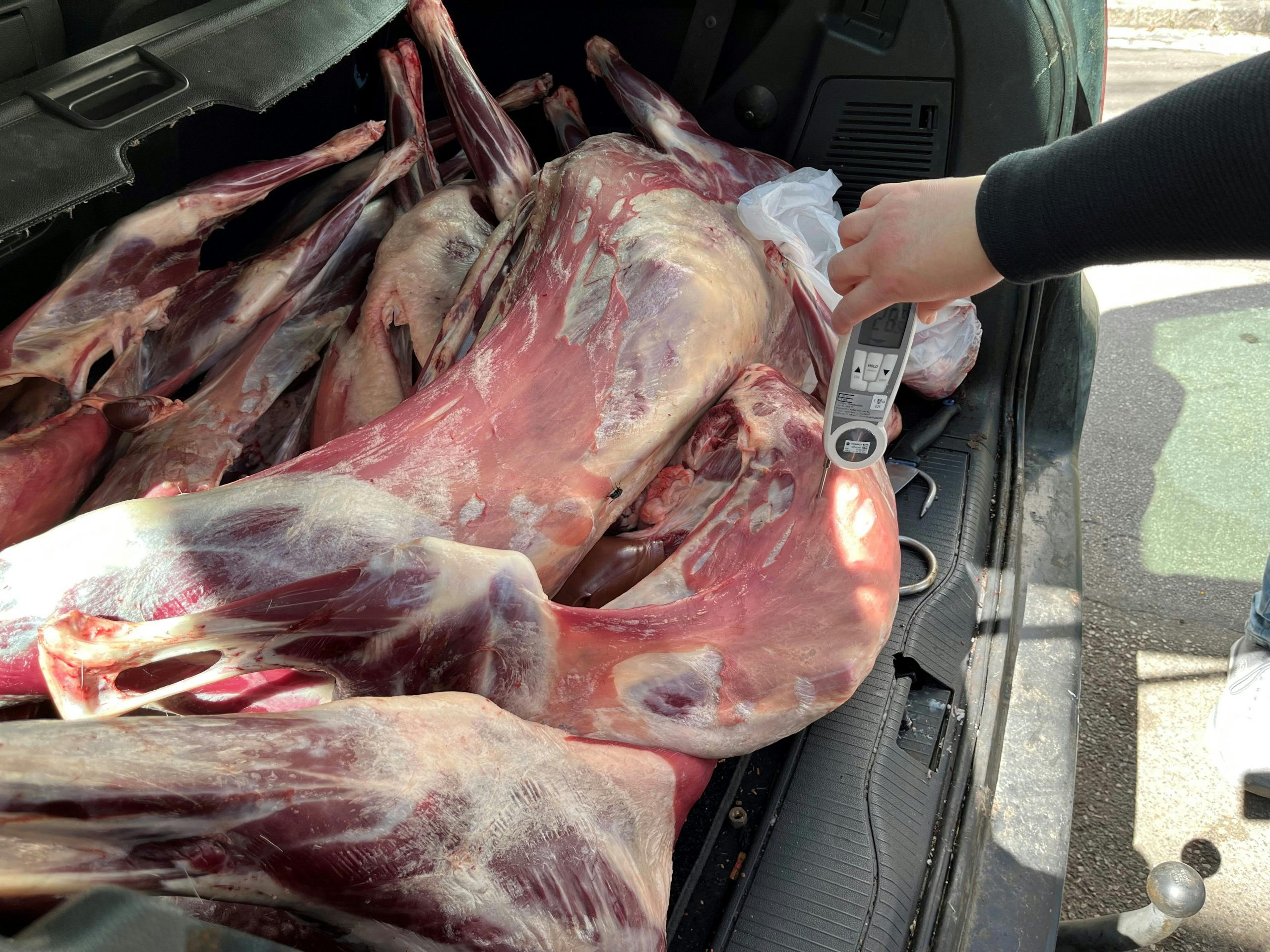 ABD0048_20250417 – WIEN – STERREICH: ++ HANDOUT ++ ZU APA0074 VOM 17.4.2025 – 150 Kilogramm ungekhltes Lammfleisch im Kofferraum eines Autos sind am Mittwoch, 16. April 2025, u.a. vom Einsatzteam der Stadt Wien unter der Leitung der Gruppe Sofortma§nahmen aus dem Verkehr gezogen worden. Aktiv war man geworden, nachdem Hinweise von Augenzeugen vorlagen, dass ein […]