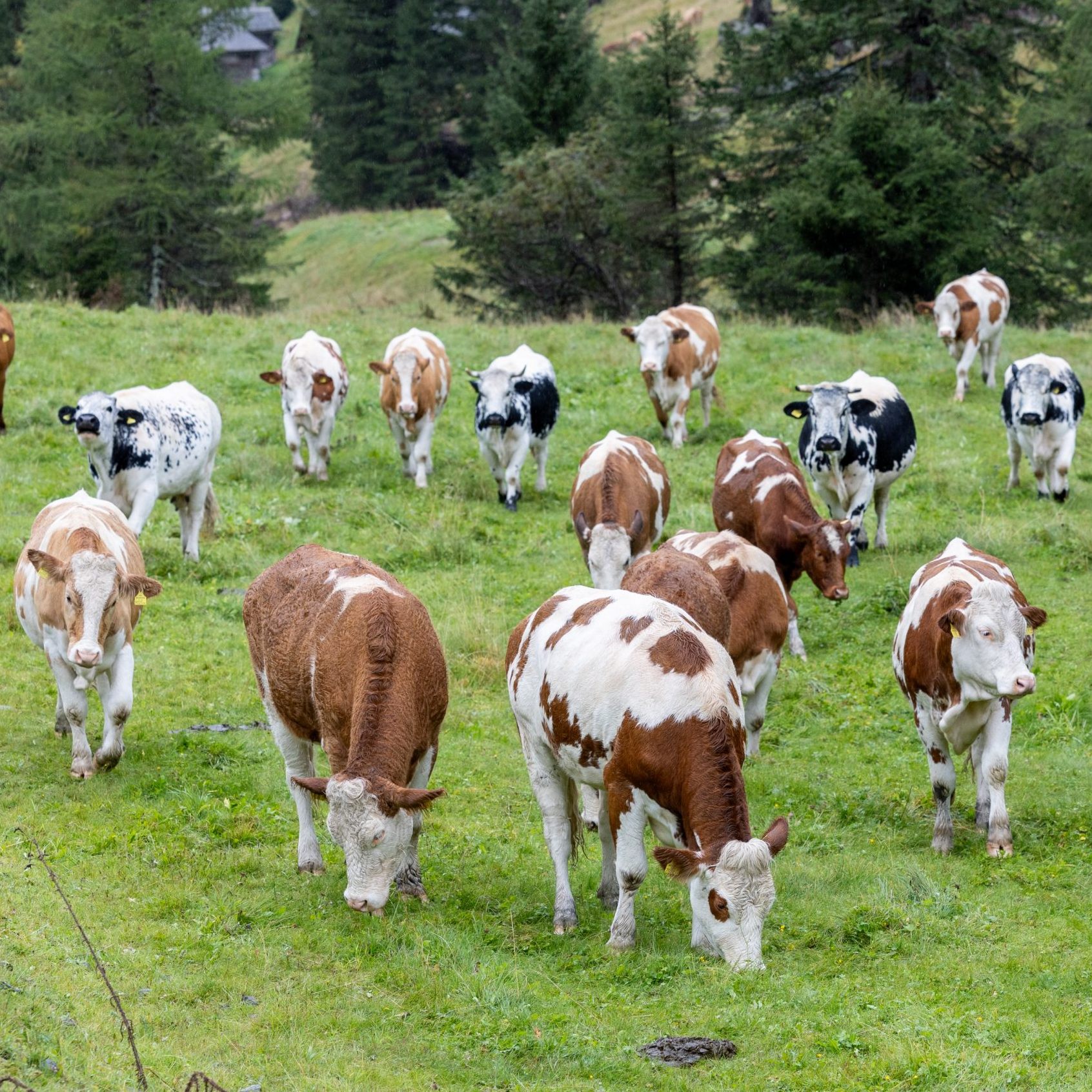 Wegen der Maul- und Klauenseuche stoppen erste Länder Fleischimporte aus Österreich.