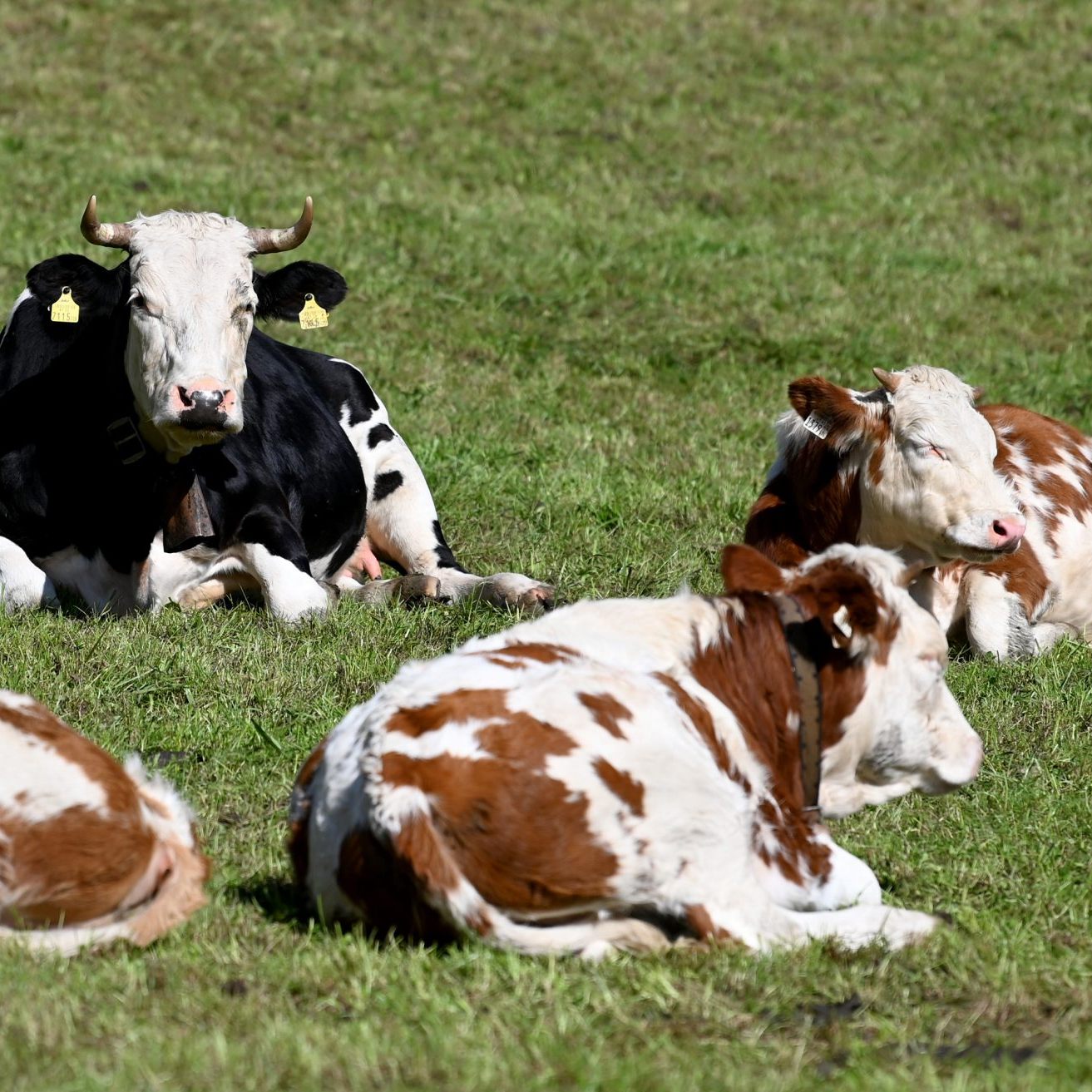 Die Einbußen durch die Maul- und Klauenseuche wären groß.