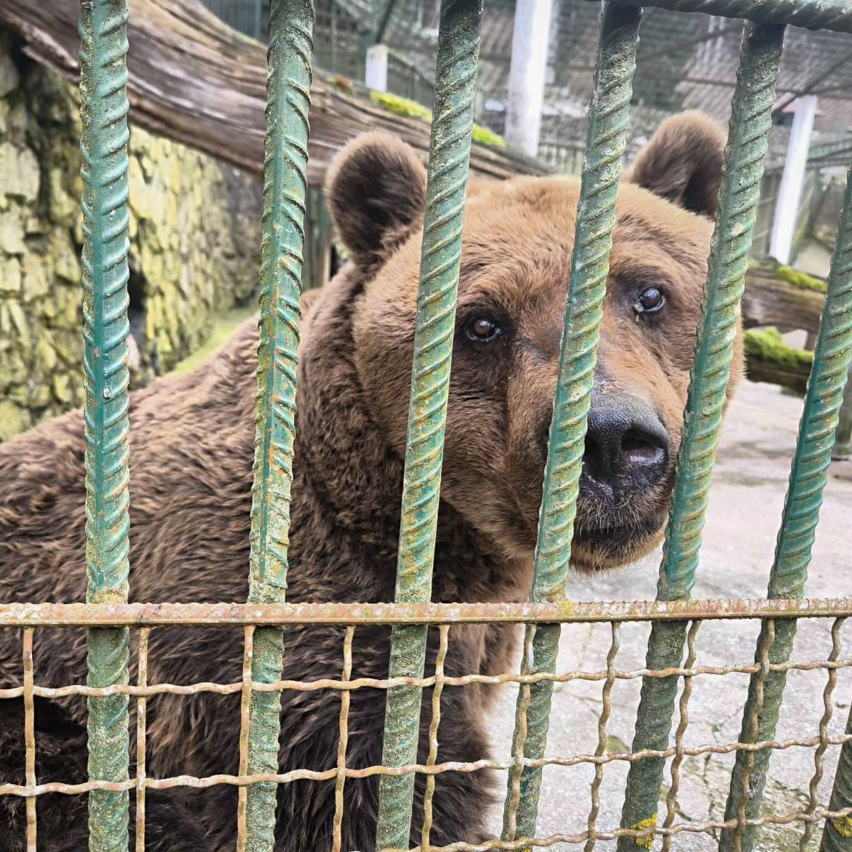 Schon bald ist der Bärenwald Arbesbach das neue Zuhause von "Felix".