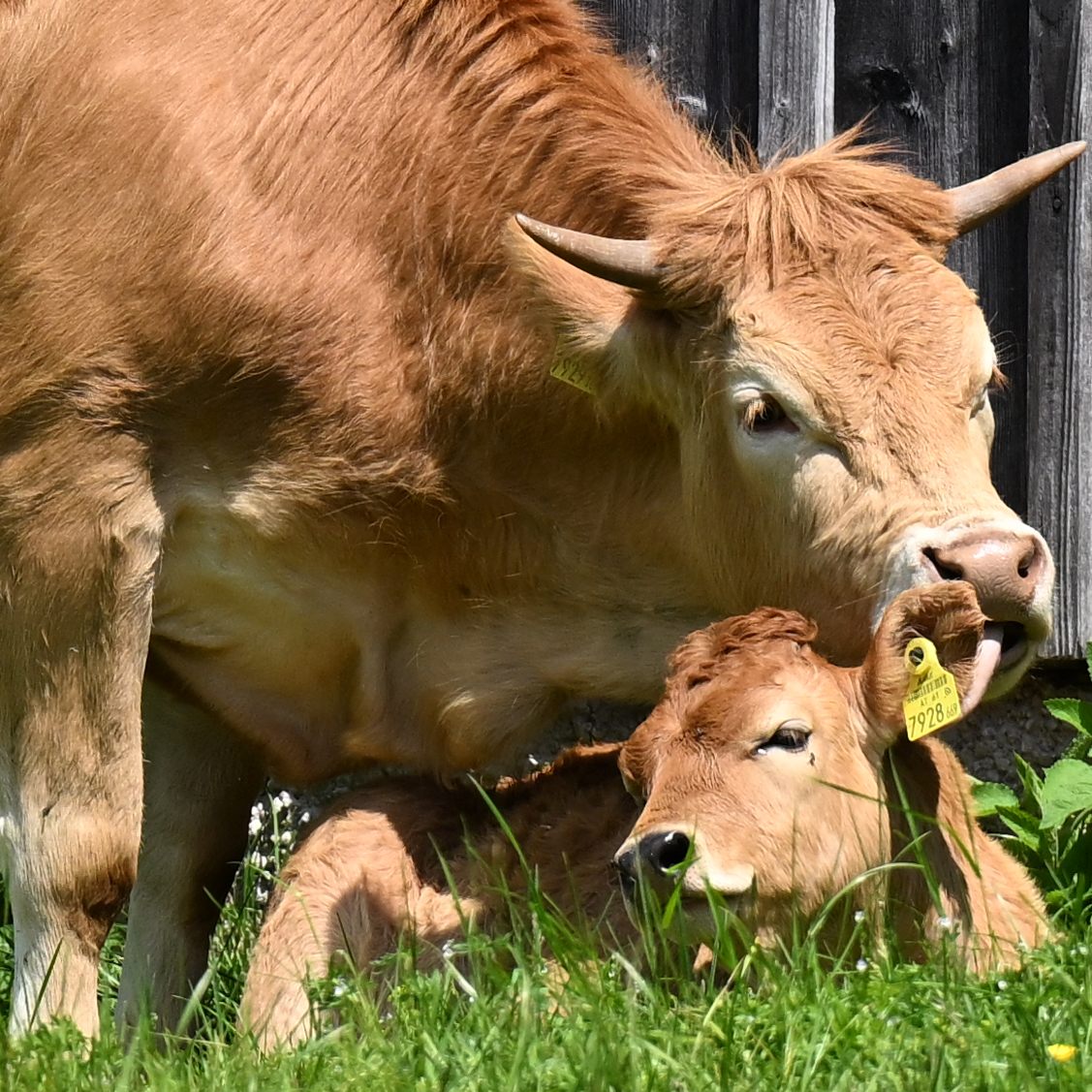 Wegen der Maul- und Klauenseuche richtet die LKÖ einen Appell an die Bevölkerung.