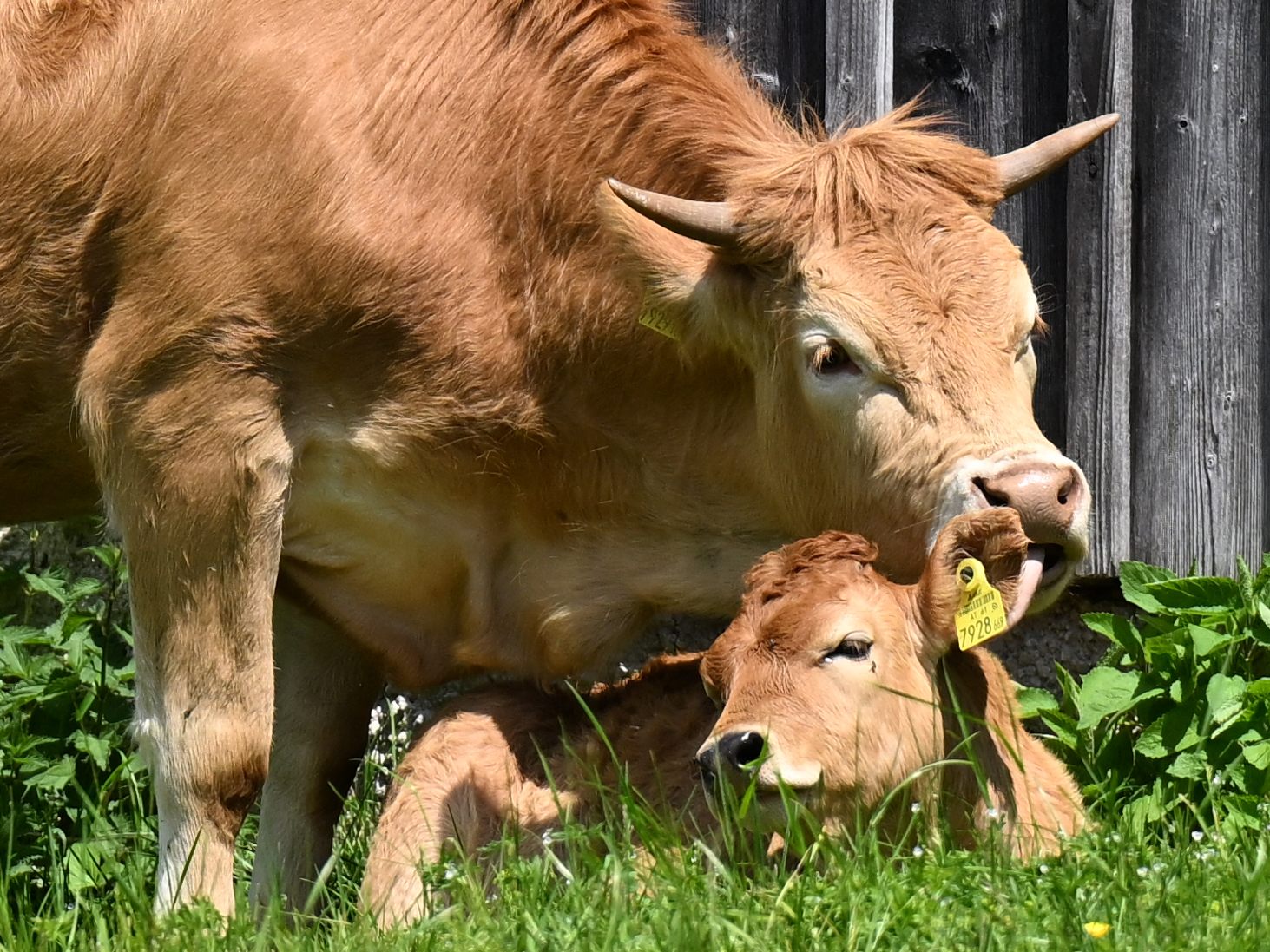 Wegen der Maul- und Klauenseuche richtet die LKÖ einen Appell an die Bevölkerung.