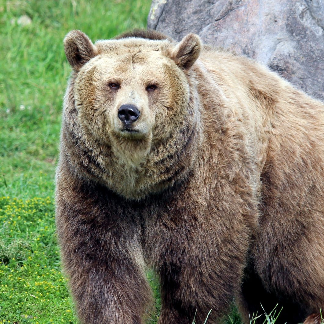 Der Bärenwald Arbesbach öffnet wegen Umbauarbeiten erst am 24. Mai.