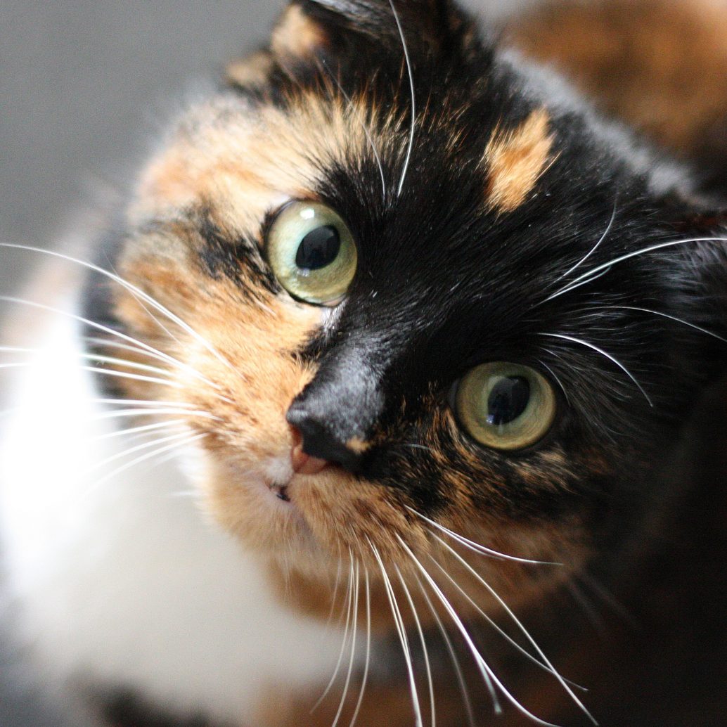 Das steckt hinter dem Katzen-Verhalten.