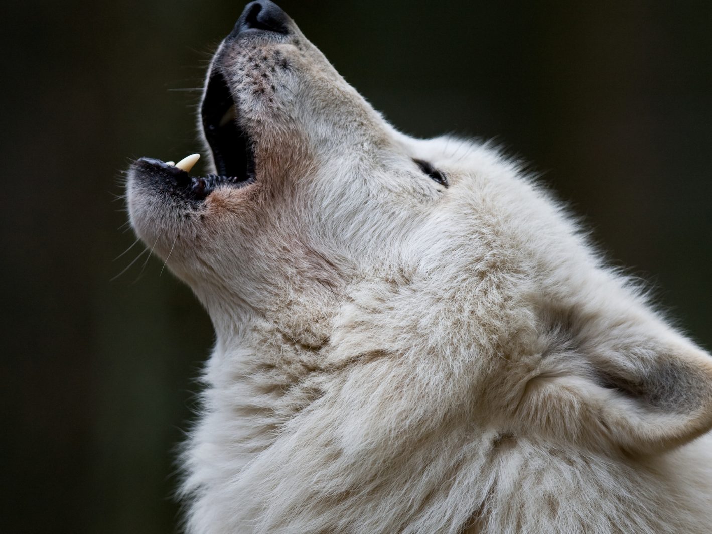Forscher wollen den Schattenwolf zum Leben erweckt haben.
