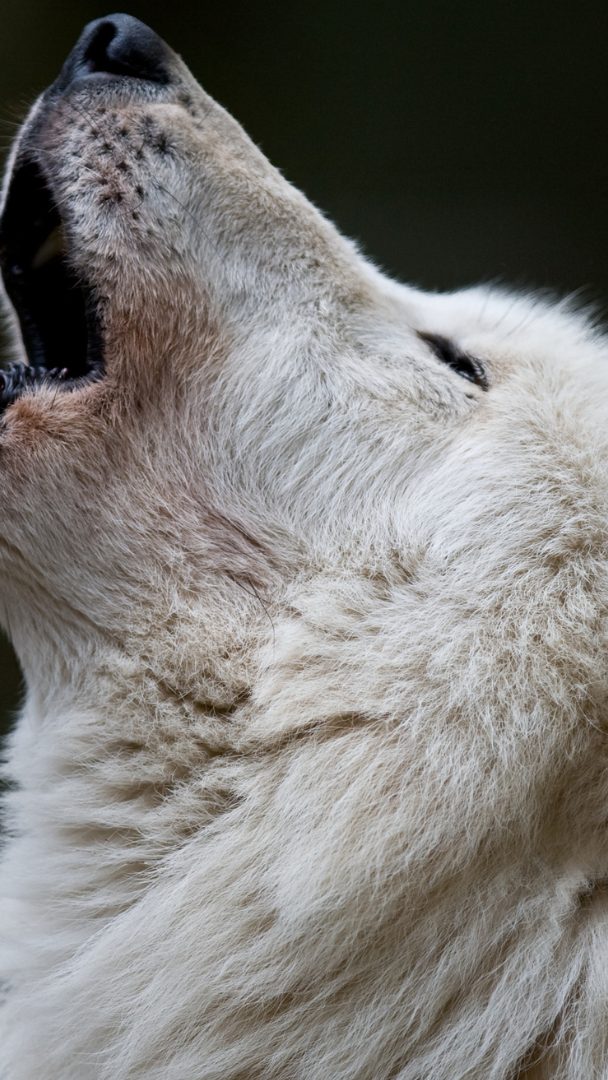 Forscher wollen den Schattenwolf zum Leben erweckt haben.