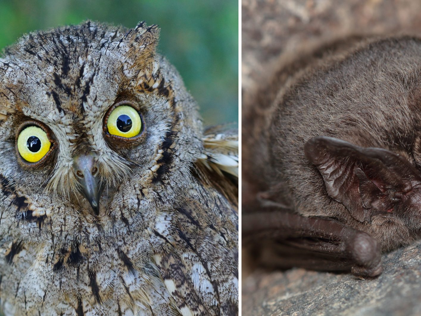 Seltene Vögel und Fledermäuse tönen am Rande Wiens.
