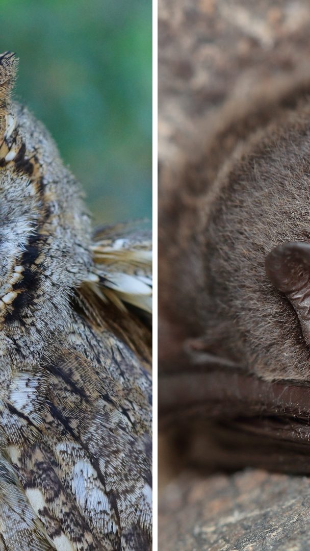 Seltene Vögel und Fledermäuse tönen am Rande Wiens.