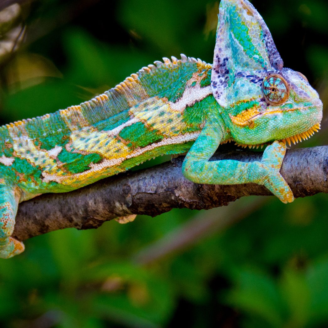 "Lurch raus - Schuppen ab"