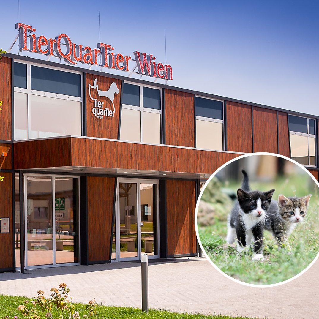 Zahlreiche Katzen wurden in den letzten Tagen im TierQuarTier Wien aufgenommen.