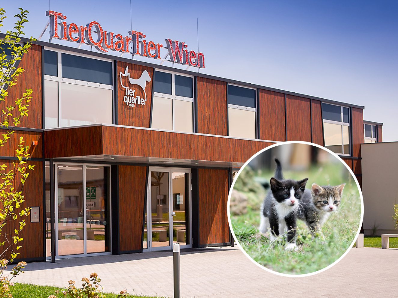 Zahlreiche Katzen wurden in den letzten Tagen im TierQuarTier Wien aufgenommen.