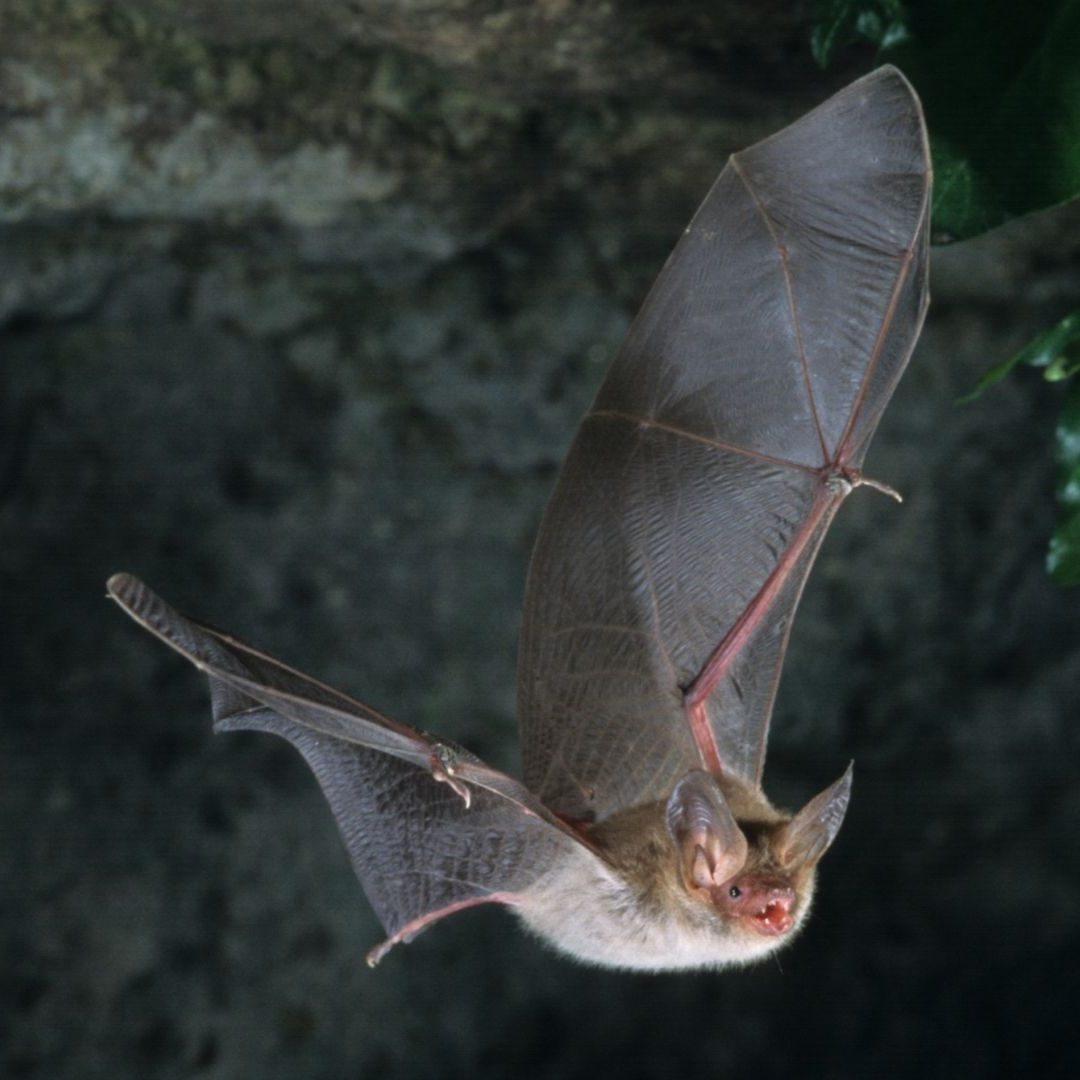 Beim Fledermaustag gibt es jede Menge interessante Infos zu den fliegenden Säugetieren.