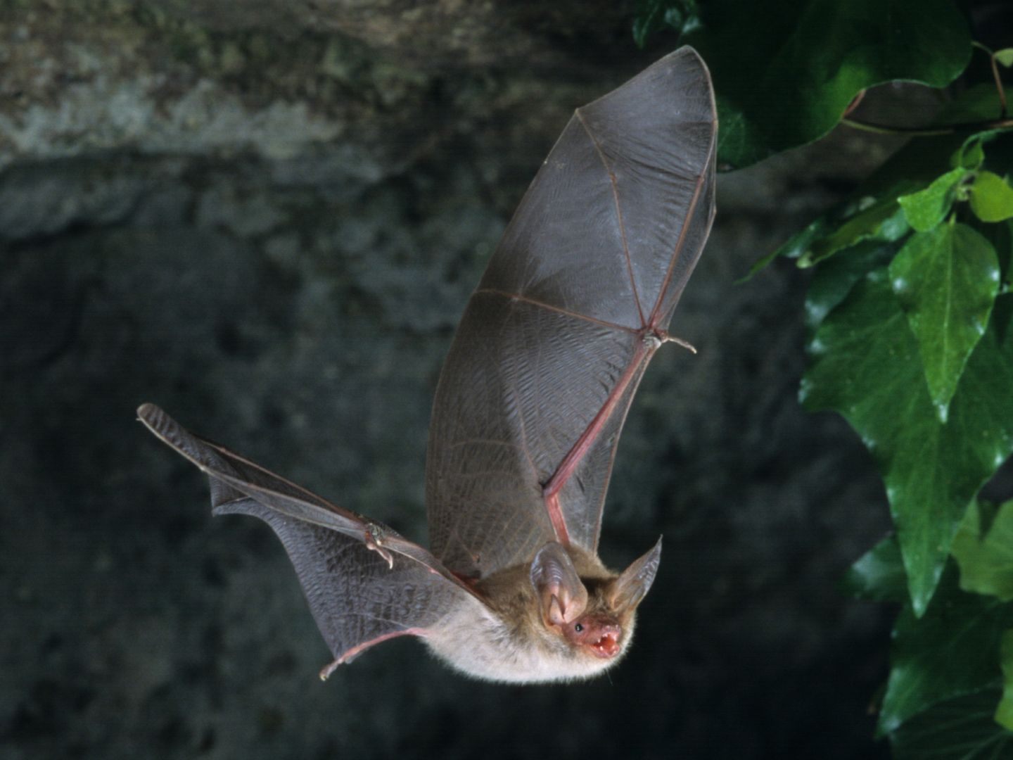 Beim Fledermaustag gibt es jede Menge interessante Infos zu den fliegenden Säugetieren.