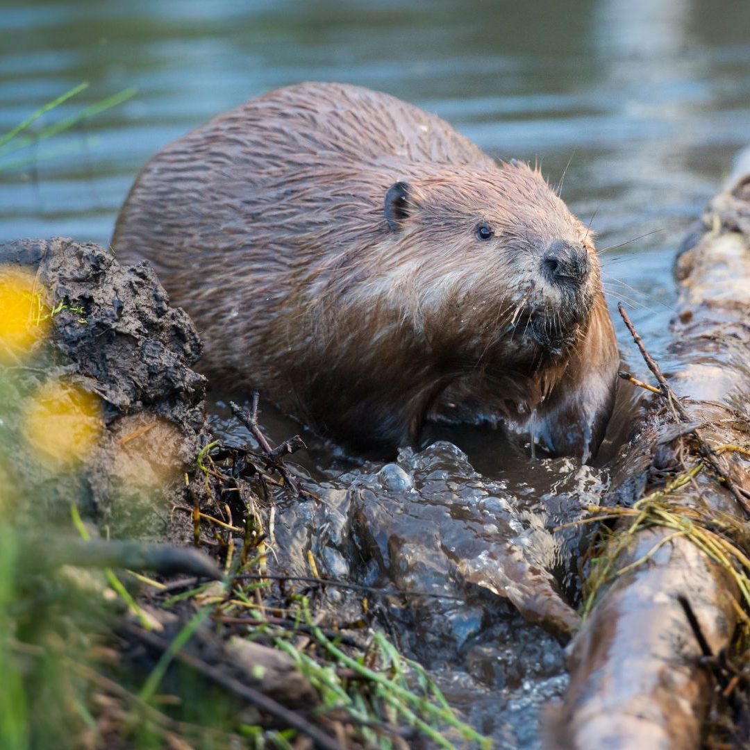 Die Biber wurden obduziert, Ermittlungen gegen unbekannte Täter laufen.