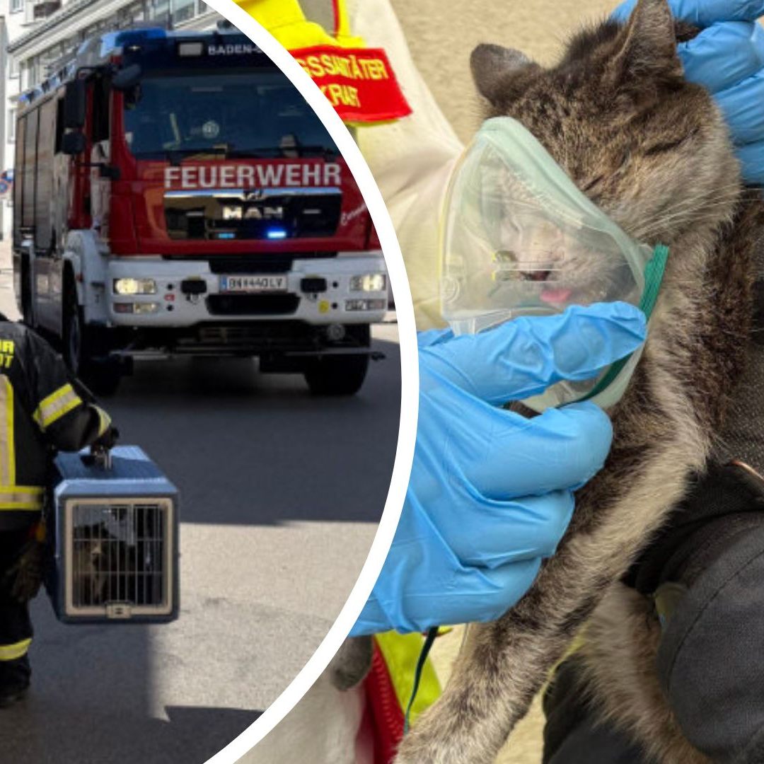 Die Katzen wurden mit Sauerstoff versorgt und danach ins Tierheim gebracht.