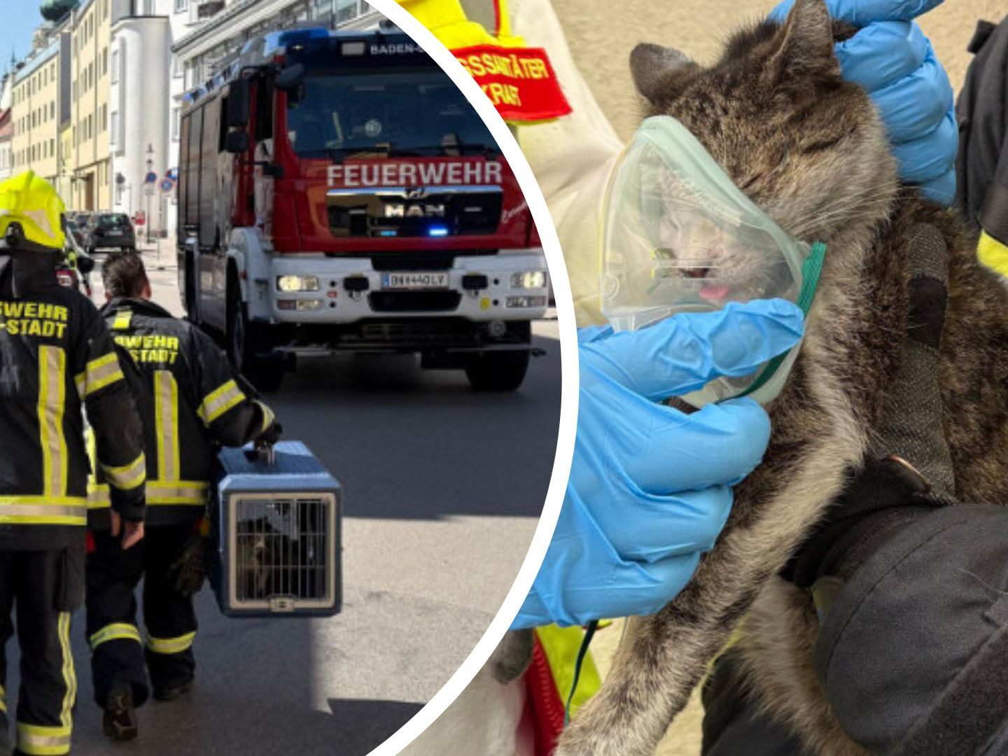 Die Katzen wurden mit Sauerstoff versorgt und danach ins Tierheim gebracht. Die Katzen wurden mit Sauerstoff versorgt und danach ins Tierheim gebracht.